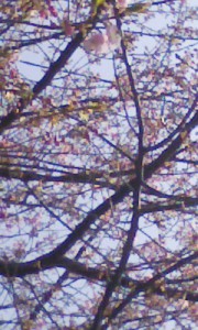 20130304桜