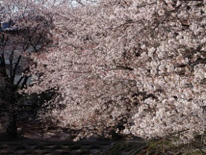 遊水池の桜1