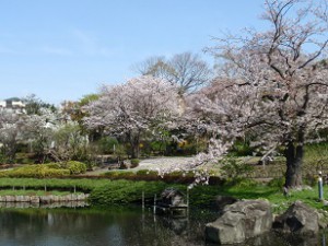 馬場花木園の桜2