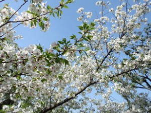 馬場花木園の桜1