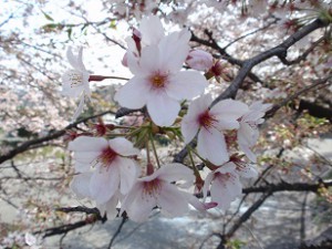 遊水池の桜2
