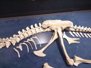 東京上野国立科学博物館　恐竜骨盤２