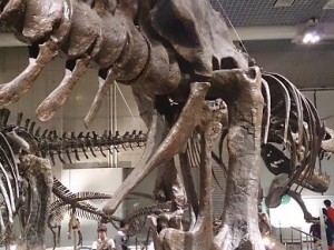 東京上野国立科学博物館　恐竜ティラノサウルス骨盤