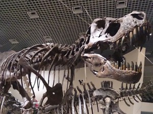 東京上野国立科学博物館　恐竜ティラノサウルス1