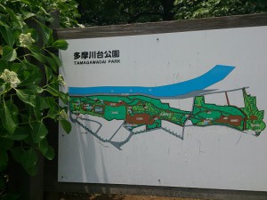 多摩川台公園 (10)
