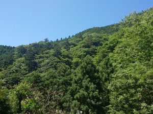 大山登り (15)
